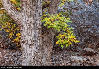 طبیعت پاییزی دره خان ارومیه