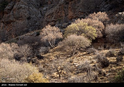 طبیعت پاییزی دره خان ارومیه