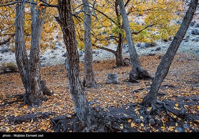 طبیعت پاییزی دره خان ارومیه