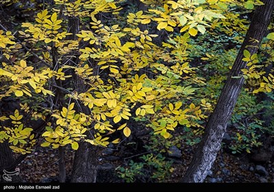 طبیعت پاییزی دره خان ارومیه