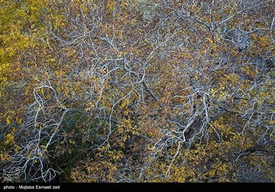 طبیعت پاییزی دره خان ارومیه