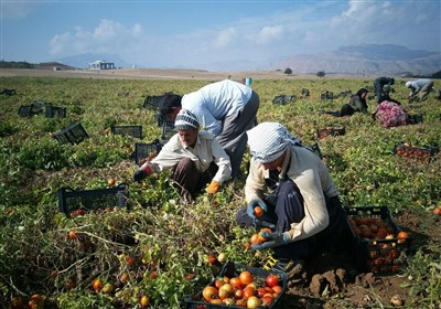  تخصیص ۱۰ میلیون متر مکعب آب شرب گچساران برای کشت گوجه فرنگی 