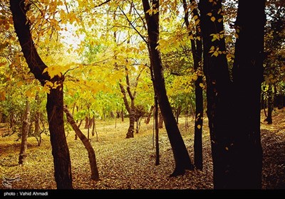 أیام خریفیة فی طهران