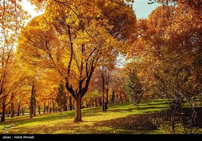 Fall Foliage in Parks Amazes Citizens in Tehran