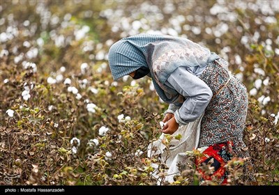 برداشت پنبه از مزارع گلستان