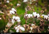برداشت پنبه در خراسان شمالی رکورد زد