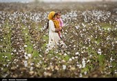 Growers Harvest Cotton in North Iran