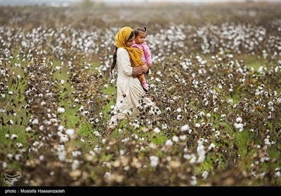 Growers Harvest Cotton in North Iran