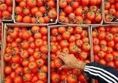  تابستان امسال روزانه ۵۰ هزار تن گوجه فرنگی وارد صنایع تبدیلی شد 