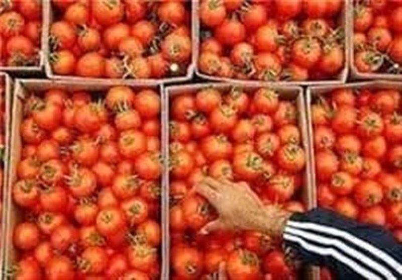 تمدید عوارض 70 درصدی صادرات گوجه فرنگی تا پایان سال