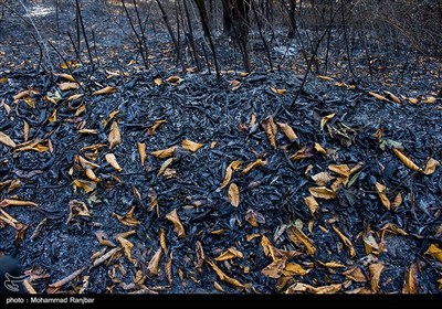 پایان آتش سوزی جنگلهای جنوب گیلان