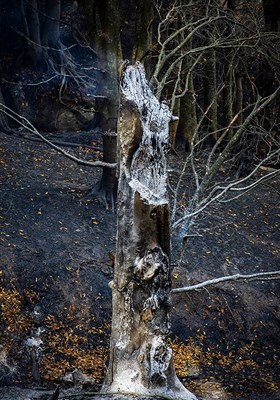 پایان آتش سوزی جنگلهای جنوب گیلان