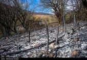 پایان آتش سوزی جنگلهای جنوب گیلان