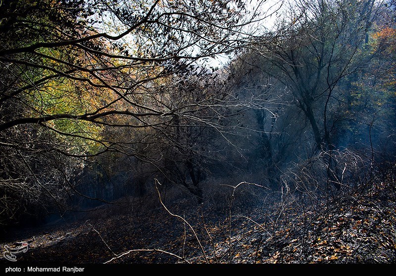 آتش‌‌سوزی 170 هکتار از جنگل‌های چگنی لرستان+ فیلم
