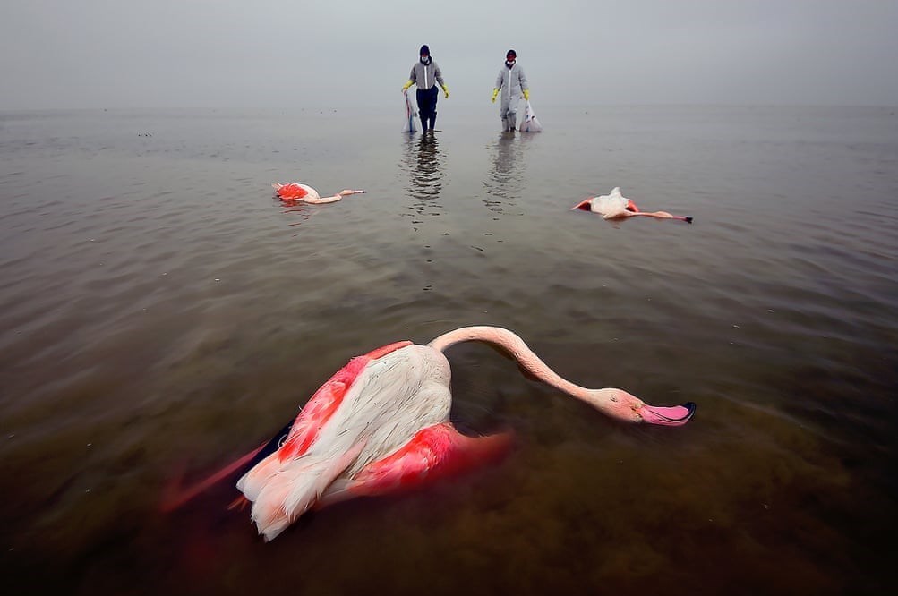 جایزه بزرگ &quot;عکاس محیط زیست سال&quot; به یک ایرانی رسید + عکس