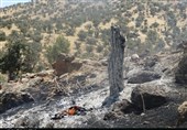 خطر آتش‌سوزی بیخ گوش 660 هکتار از جنگل‌های کهگیلویه و بویراحمد