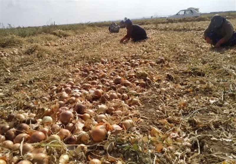 37 هزار تن پیاز از زمین‌های کشاورزی مشهد روانه بازار شد
