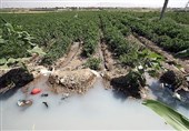 قلع‌وقمع 27 هکتار از اراضی کشاورزی آلوده به فاضلاب در استان تهران
