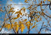 پاییز در پیاده راه بهشت شیراز