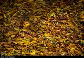 پاییز در پیاده راه بهشت شیراز