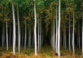 کاشت 72 میلیون اصله نهال طی 4 سال آینده در ایلام