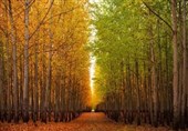 زراعت چوب در 5800 هکتار از اراضی گلستان