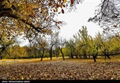 طبیعت پاییزی روستای نایه - قم