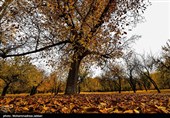 طبیعت پاییزی روستای نایه - قم