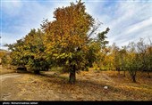 طبیعت پاییزی روستای نایه - قم