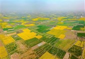 24 درصد اراضی زراعی استان فارس تثبیت شد