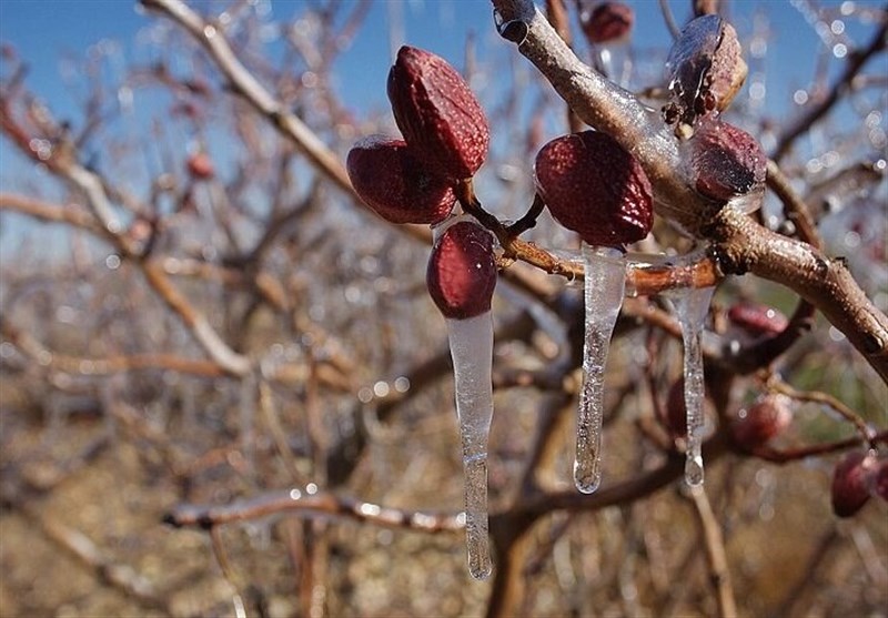 سرمازدگی محصولات کشاورزی در زنجان