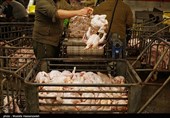 تولید 60 هزار تن مرغ در لرستان