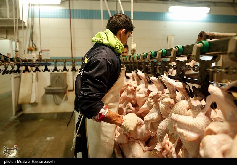 4000 تن مرغ گرم در استان مرکزی توزیع شد