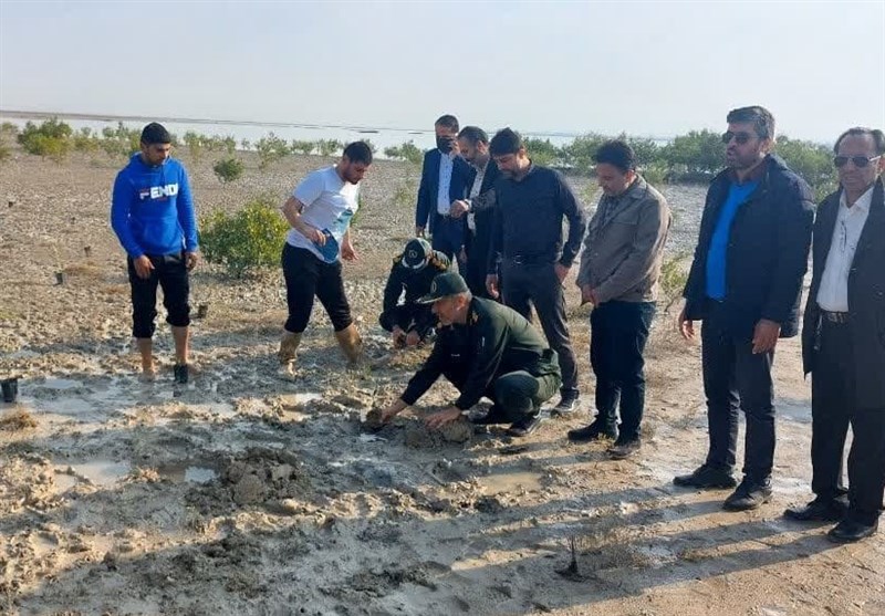 کاشت 1000 نهال حرا در نوار ساحلی توسط گروه جهادی بوشهر+ تصویر