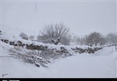 بارش برف استان مرکزی
