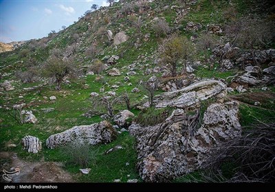  رودخانه زهره از استان‌هاي فارس و كهگيلويه سرچشمه مي‌گيرد و بعد از اتصال شاخه خيرآباد به خليج‌فارس منتهي مي‌شود. سد چم‌شير كه براي ساختش 230 ميليون يورو هزينه شده، از سال 73 مطرح شد و از سال 93 به صورت جدي ادامه يافت. مجوز محيط‌زيستي آن نيز در سال 1388 صادر شد.