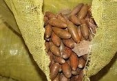 پخت نان با آرد بلوط؛ راهی برای کاهش نیاز کشور به واردات گندم