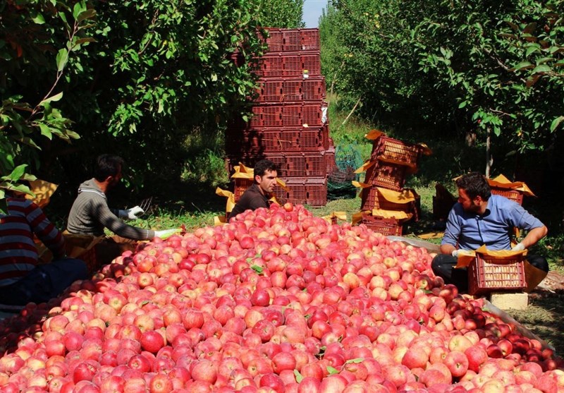جزئیات رتبه‌های 1 تا 20 ایران در صادرات 25 محصول کشاورزی
