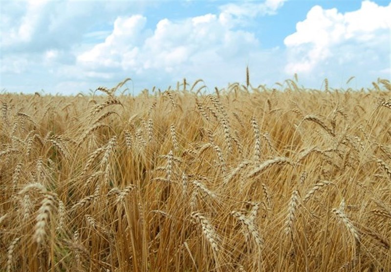 کاشت 85 درصد گندم و جو در کشور به صورت مکانیزه