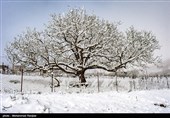 آیا انباشت &quot;برف&quot; روی شاخه درختان منجر به کشته شدن &quot;آفات&quot; می‌شود؟