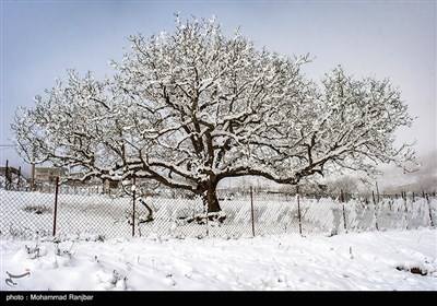  آیا انباشت "برف" روی شاخه درختان منجر به کشته شدن "آفات" می‌شود؟ 
