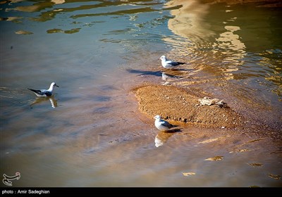 مرغان کاکایی در نهر اعظم شیراز