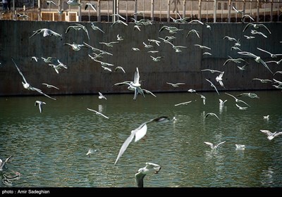 مرغان کاکایی در نهر اعظم شیراز