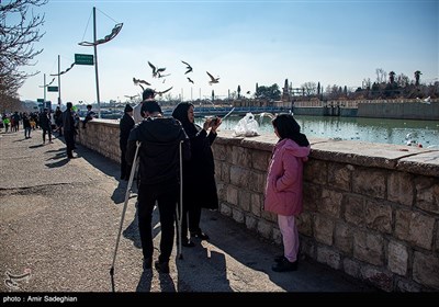 مرغان کاکایی در نهر اعظم شیراز