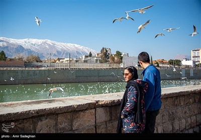 مرغان کاکایی در نهر اعظم شیراز