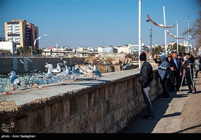 مرغان کاکایی در نهر اعظم شیراز