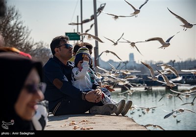 مرغان کاکایی در نهر اعظم شیراز