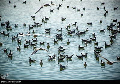 Migratory Gulls Travel to Shiraz