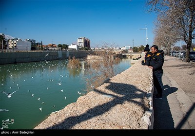 مرغان کاکایی در نهر اعظم شیراز