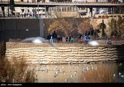 مرغان کاکایی در نهر اعظم شیراز